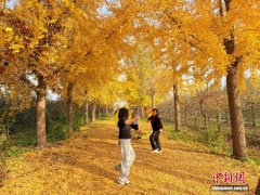 山东菏泽:秋意正浓引游人